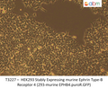 HEK293 Stably Expressing murine Ephrin Type-B Receptor 4 (293-murine EPHB4.puroR.GFP) | Applied Biological Materials (abm)