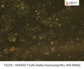 HEK293-T Cells Stably Expressing MLL-AF6 (MA6) | Applied Biological Materials (abm)