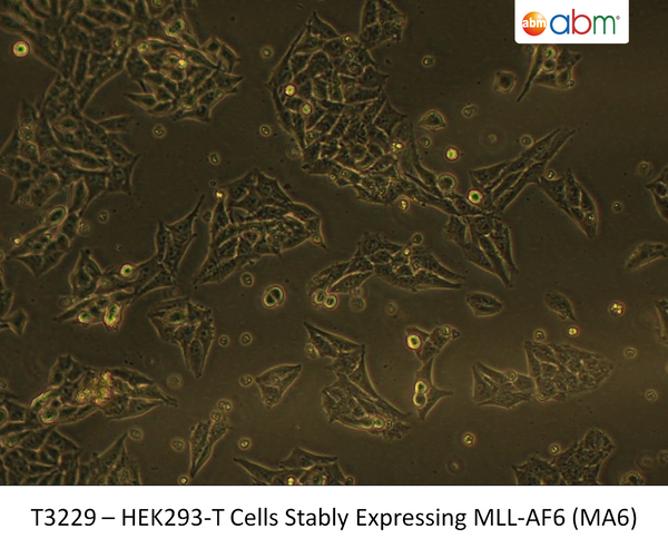 HEK293-T Cells Stably Expressing MLL-AF6 (MA6) | Applied Biological Materials (abm)