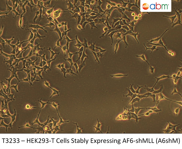 HEK293-T Cells Stably Expressing AF6-shMLL (A6shM) | Applied Biological Materials (abm)