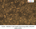 HEK293-T Cells Stably Expressing exMLL-AF6/AF6-shMLL (CO2) | Applied Biological Materials (abm)