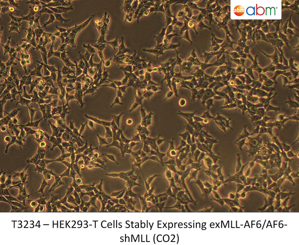 HEK293-T Cells Stably Expressing exMLL-AF6/AF6-shMLL (CO2) | Applied Biological Materials (abm)
