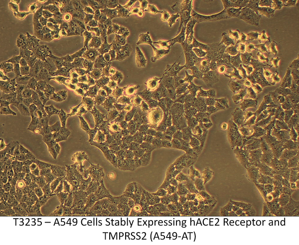 A549 Cells Stably Expressing hACE2 Receptor and TMPRSS2 (A549-AT) | Applied Biological Materials (abm)