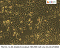 ts-46 Stable Knockout HEK293 Cell Line (ts-46 293KO) | Applied Biological Materials (abm)