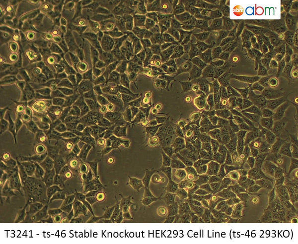 ts-46 Stable Knockout HEK293 Cell Line (ts-46 293KO) | Applied Biological Materials (abm)