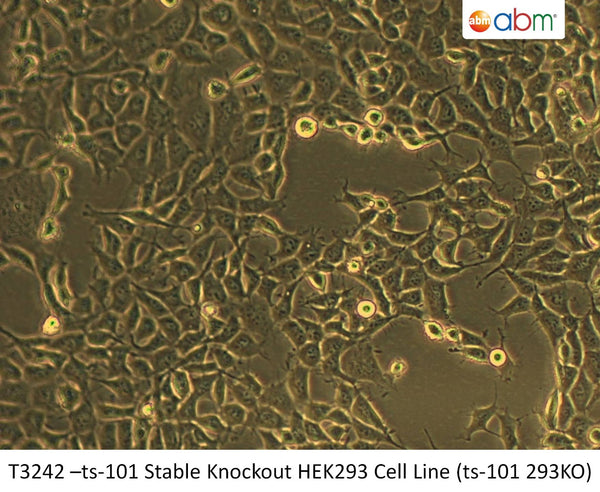 ts-101 Stable Knockout HEK293 Cell Line (ts-101 293KO) | Applied Biological Materials (abm)