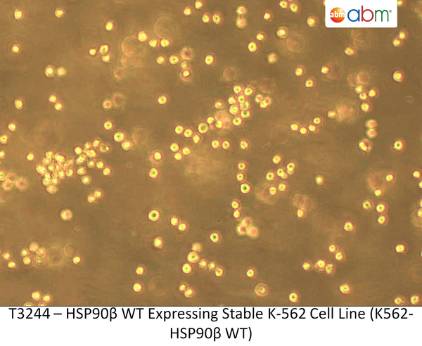 HSP90β WT Expressing Stable K-562 Cell Line (K562-HSP90β WT) | Applied Biological Materials (abm)