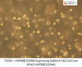 HSP90β D294A Expressing Stable K-562 Cell Line (K562-HSP90β D294A) | Applied Biological Materials (abm)