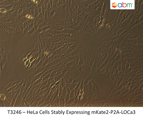 HeLa Cells Stably Expressing mKate2-P2A-LOCa3 | Applied Biological Materials (abm)