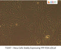 HeLa Cells Stably Expressing YFP-P2A-LOCa3 | Applied Biological Materials (abm)