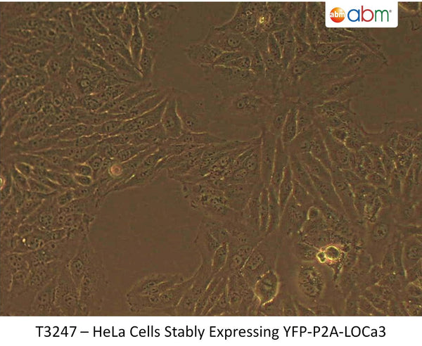 HeLa Cells Stably Expressing YFP-P2A-LOCa3 | Applied Biological Materials (abm)