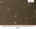 HEK293T Cells Stably Expressing jRCaMP1b-P2A-LOCa3 | Applied Biological Materials (abm)