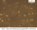 HeLa Cells Stably Expressing jGCaMP7c-P2A-LOCa3 | Applied Biological Materials (abm)