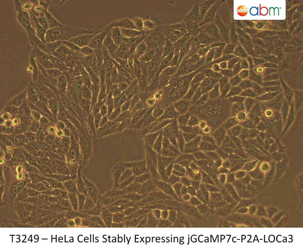 HeLa Cells Stably Expressing jGCaMP7c-P2A-LOCa3 | Applied Biological Materials (abm)