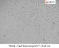 Cas9 Expressing SKUT-1 Cell line | Applied Biological Materials (abm)