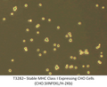 Stable MHC Class I Expressing CHO Cells (CHO.SIINFEKL/H-2Kb) | Applied Biological Materials (abm)