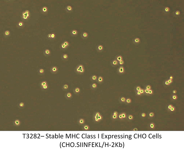 Stable MHC Class I Expressing CHO Cells (CHO.SIINFEKL/H-2Kb) | Applied Biological Materials (abm)