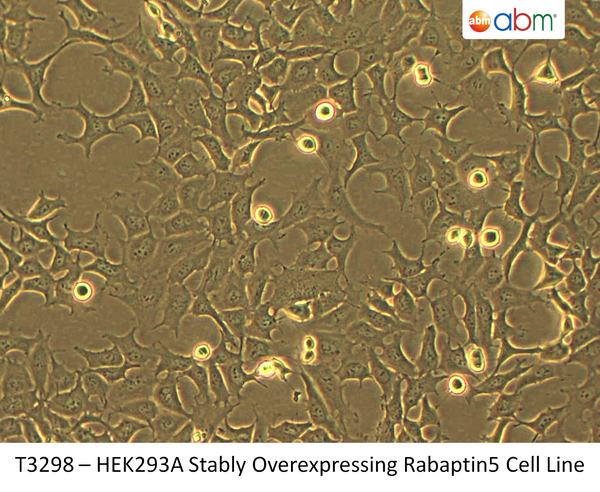 HEK293A Stably Overexpressing Rabaptin5 Cell Line | Applied Biological Materials (abm)