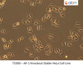 AP-1 Knockout Stable HeLa Cell Line | Applied Biological Materials (abm)