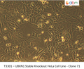UBXN1 Stable Knockout HeLa Cell Line - Clone 71 | Applied Biological Materials (abm)