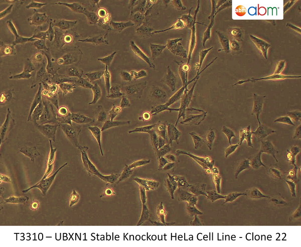 UBXN1 Stable Knockout HeLa Cell Line - Clone 22 | Applied Biological Materials (abm)