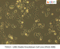 LKB1 Stable Knockdown Cell Line (H522-408) | Applied Biological Materials (abm)