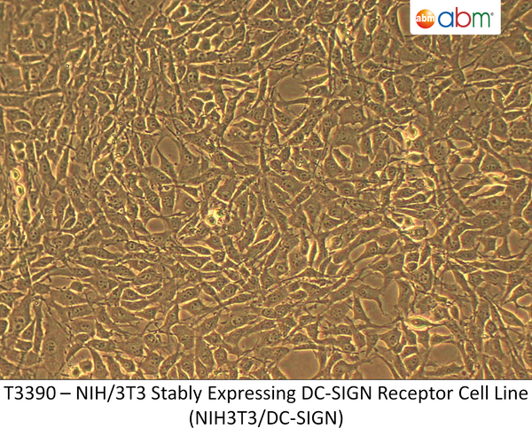 NIH/3T3 Stably Expressing DC-SIGN Receptor Cell Line (NIH3T3/DC-SIGN) | Applied Biological Materials (abm)