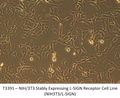 NIH/3T3 Stably Expressing L-SIGN Receptor Cell Line (NIH3T3/L-SIGN) | Applied Biological Materials (abm)