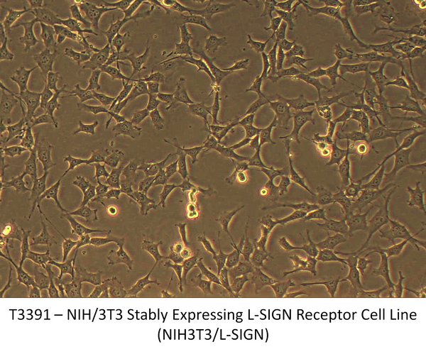 NIH/3T3 Stably Expressing L-SIGN Receptor Cell Line (NIH3T3/L-SIGN) | Applied Biological Materials (abm)