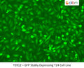 GFP Stably Expressing T24 Cell Line | Applied Biological Materials (abm)