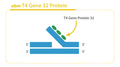 T4 Gene 32 Protein