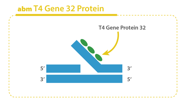 T4 Gene 32 Protein