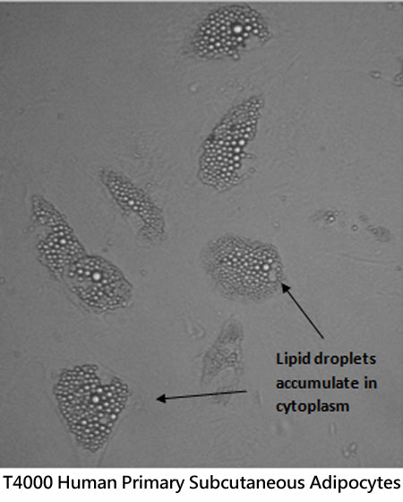 Human Primary Subcutaneous Adipocytes | Applied Biological Materials (abm)