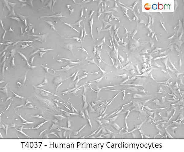 Human Primary Cardiomyocytes | Applied Biological Materials (abm)