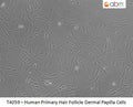 Human Primary Hair Follicle Dermal Papilla Cells | Applied Biological Materials (abm)