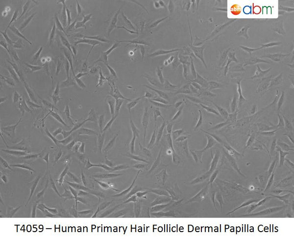 Human Primary Hair Follicle Dermal Papilla Cells | Applied Biological Materials (abm)