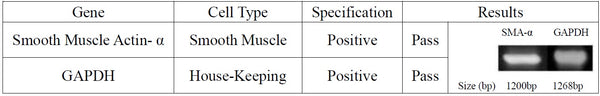 Human Primary Skeletal Muscle Cells | Applied Biological Materials (abm)