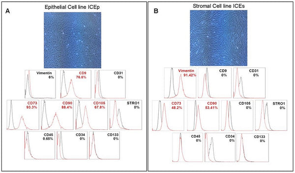 Human Endometrial Somatic Stem Cells (Stromal Fraction hESP-ICEs) | Applied Biological Materials (abm)