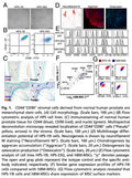 Human Primary Prostate Stromal Mesenchymal Stem Cells (HPS-19I) | Applied Biological Materials (abm)