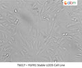 FGFR1 Stable U2OS Cell Line | Applied Biological Materials (abm)
