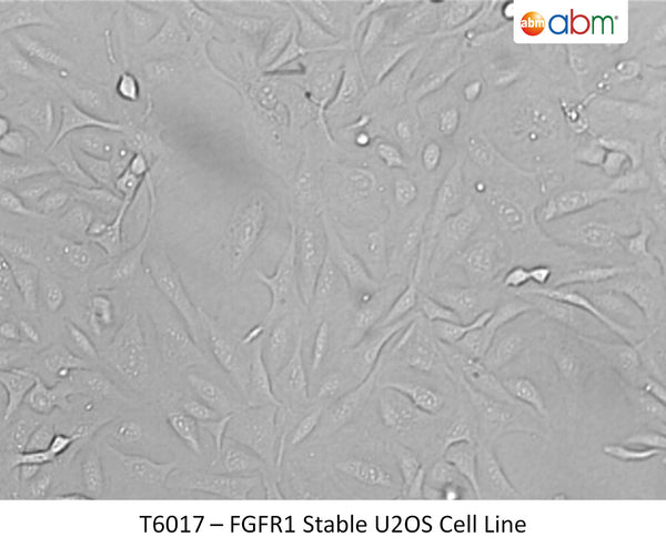 FGFR1 Stable U2OS Cell Line | Applied Biological Materials (abm)