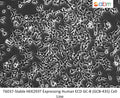 Stable HEK293T Expressing Human ECD GC-B (GCB-435) Cell Line | Applied Biological Materials (abm)