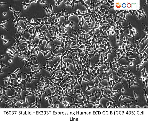 Stable HEK293T Expressing Human ECD GC-B (GCB-435) Cell Line | Applied Biological Materials (abm)