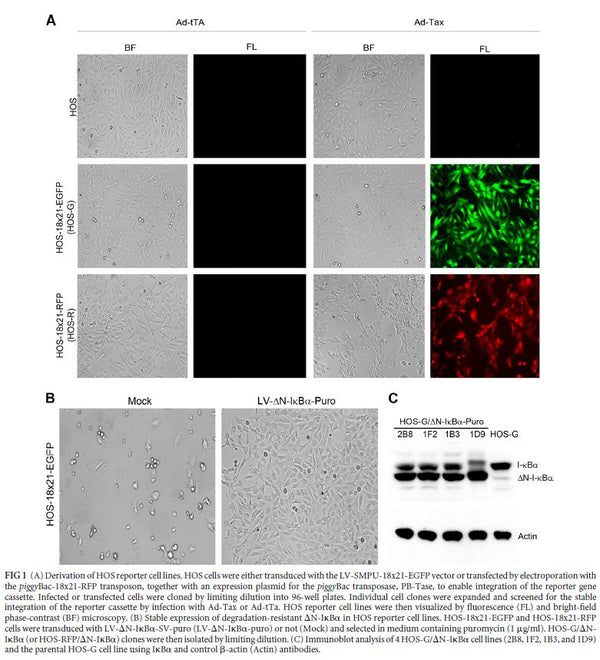 Stable ΔN-IκBα Expressing HOS-DS-Red (HOS-DS-Red/ΔN-IκBα) Cell Line | Applied Biological Materials (abm)