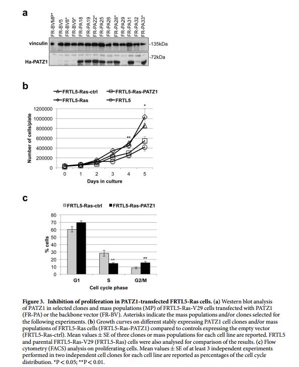 Stable PATZ1 Expressing FRTL5 Cell Line - FR-PA33 | Applied Biological Materials (abm)