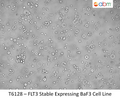 FLT3 Stable Expressing Ba/F3 Cell LIne | Applied Biological Materials (abm)