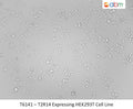 T2R14 Expressing HEK293T Cell Line | Applied Biological Materials (abm)