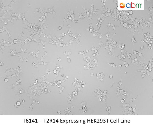 T2R14 Expressing HEK293T Cell Line | Applied Biological Materials (abm)