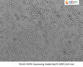 FGFR1 Expressing Stable Ba/F3 (ZNF) Cell Line | Applied Biological Materials (abm)