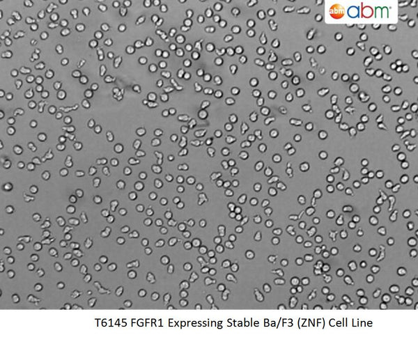 FGFR1 Expressing Stable Ba/F3 (ZNF) Cell Line | Applied Biological Materials (abm)